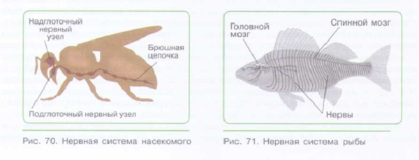 РЕГУЛЯЦИЯ ФУНКЦИЙ У РАЗЛИЧНЫХ ОРГАНИЗМОВ_002